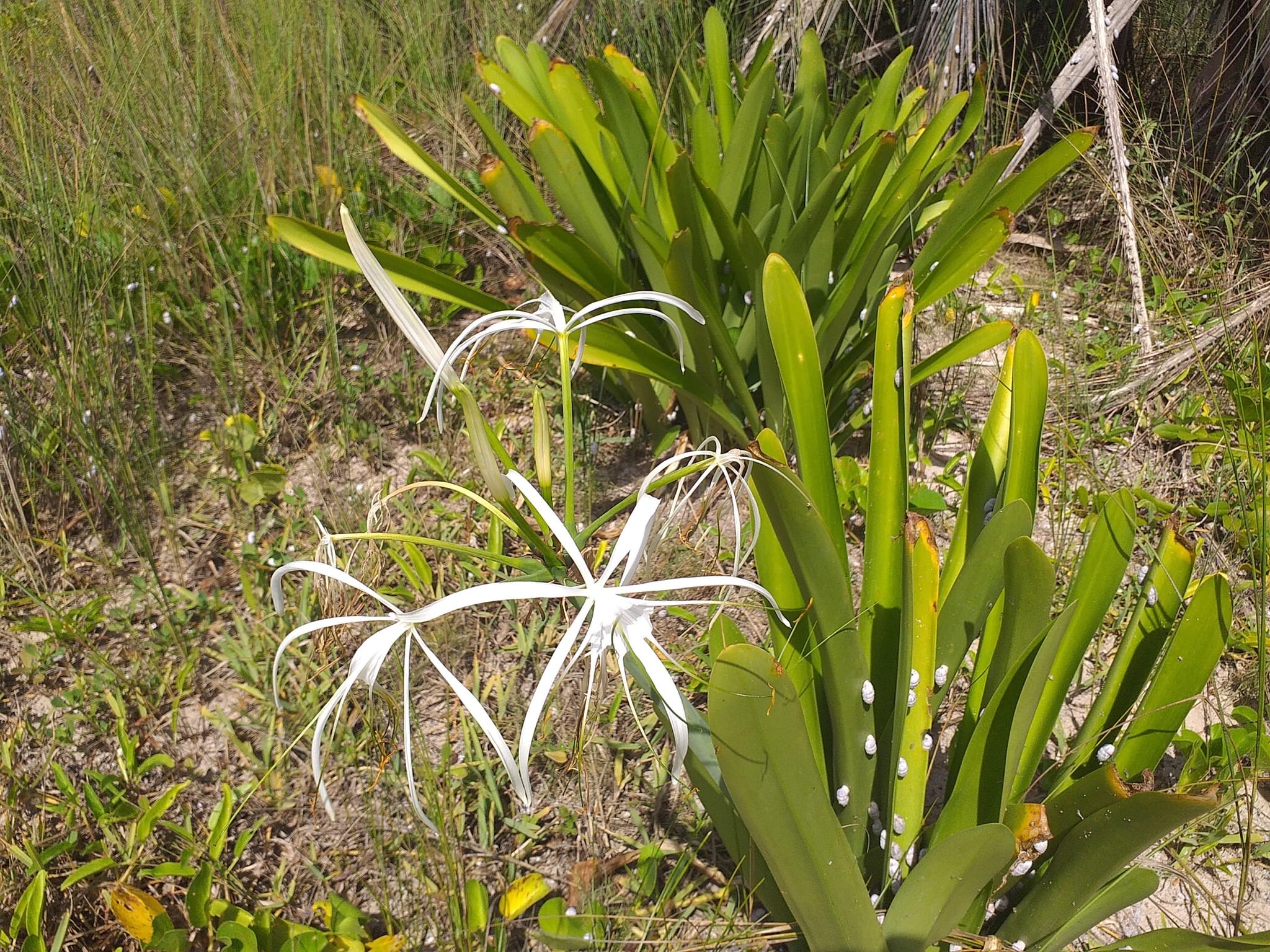 Hymenocallis littoralis